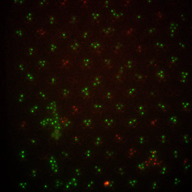 Dot6-GFP_Msn2-mCh-ch10.jpg