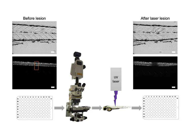 Figure1.jpg