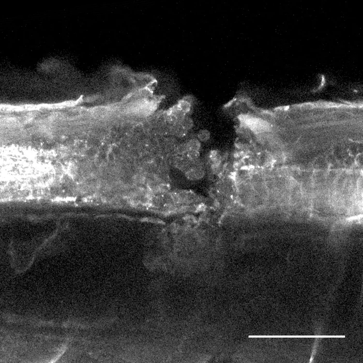 070220_NBTGCaMP6S_ImmunoStained_AcetylatedTubuline-1-rot.png